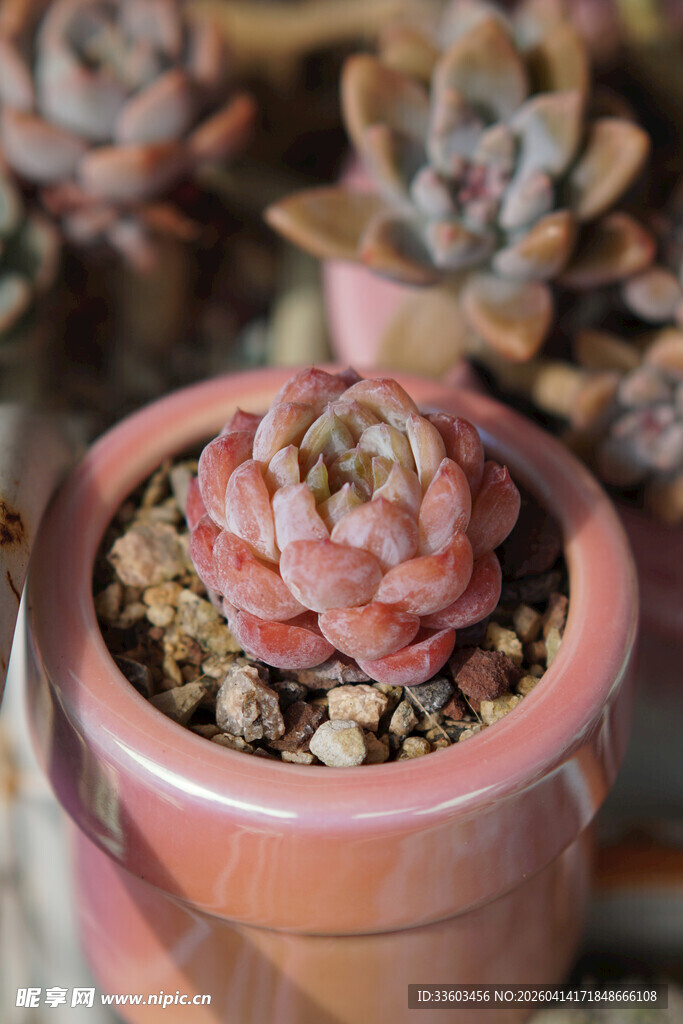粉色花盆中的可爱多肉