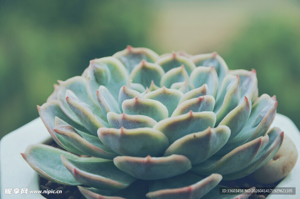 精致多肉植物特写