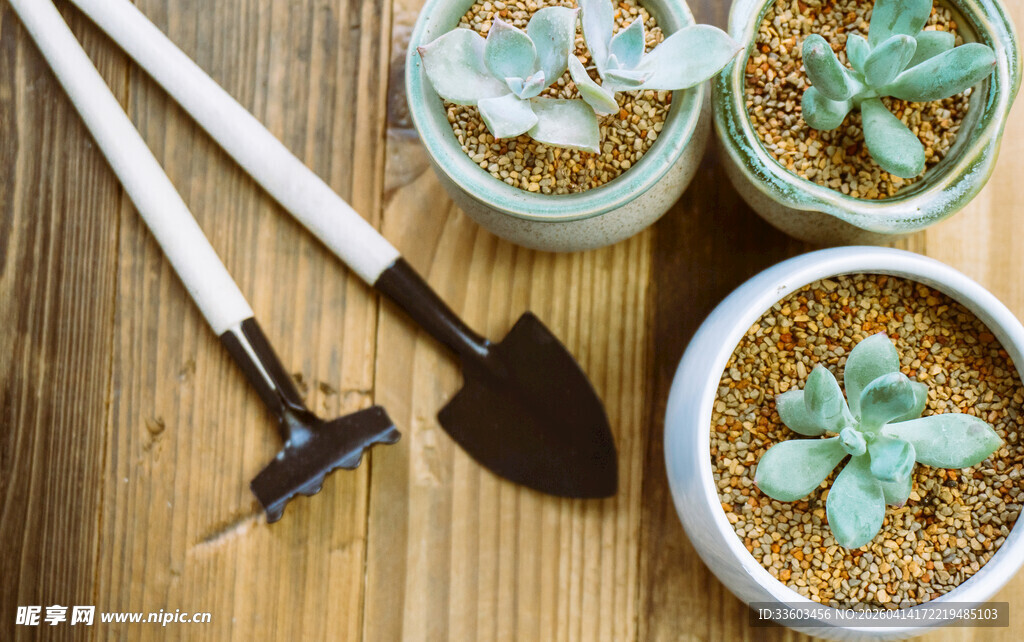 多肉植物与园艺工具