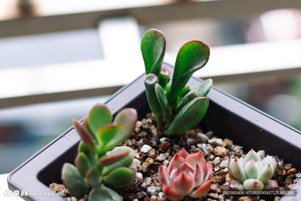 精致多肉盆栽展示