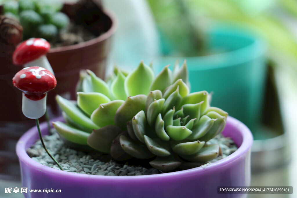紫色盆中可爱多肉植物