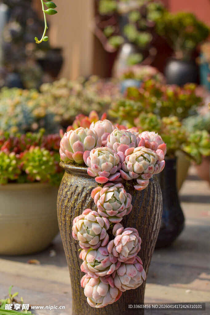 多肉植物特写