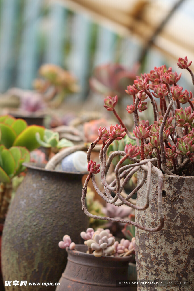 多彩多肉植物盆栽展示
