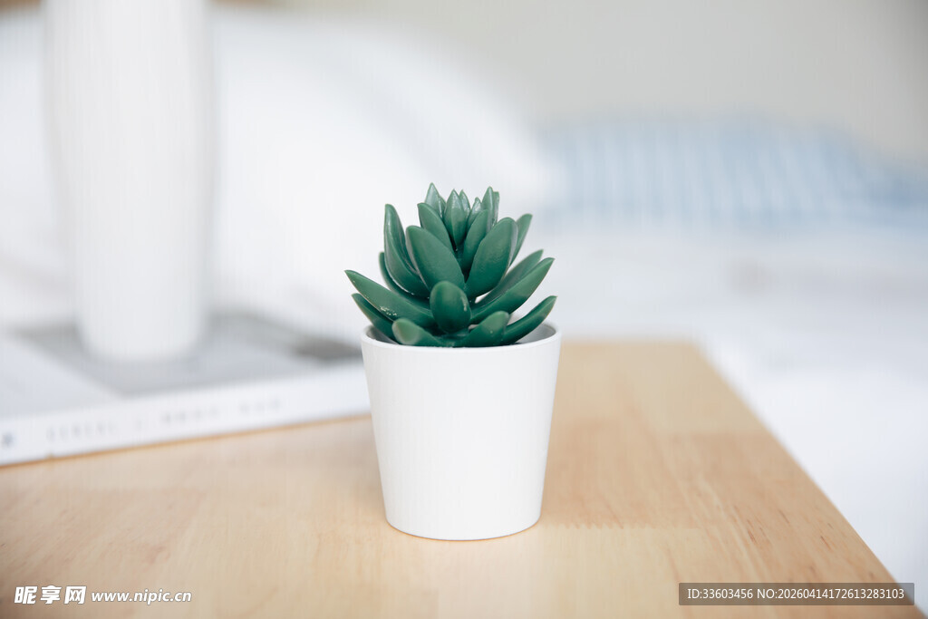 白色花盆中的可爱小多肉