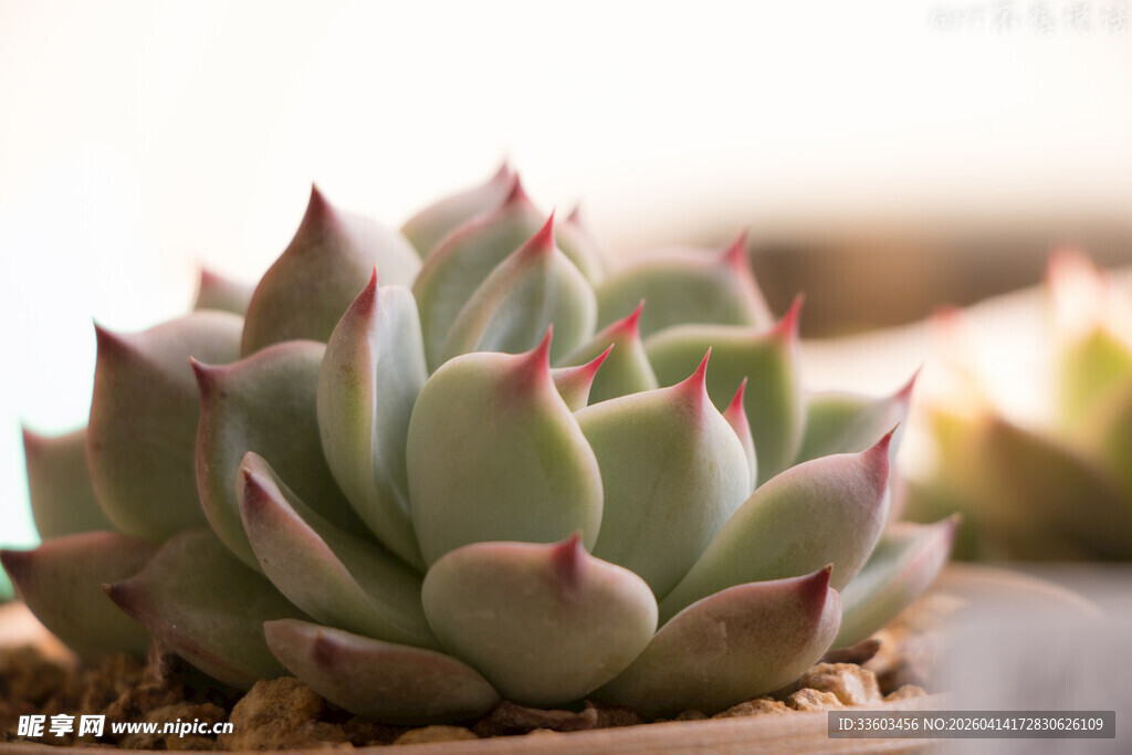 可爱多肉植物特写