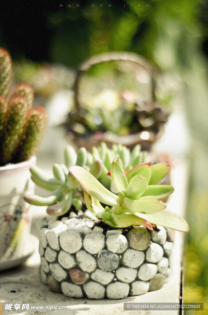 石盆中的多彩多肉植物