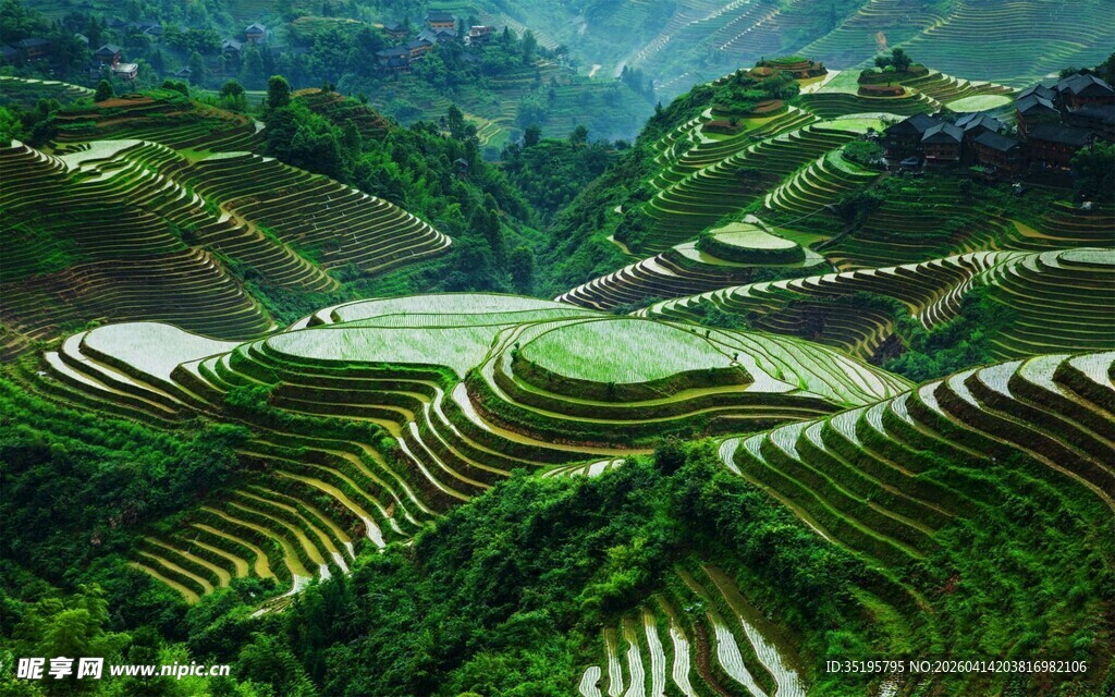 翠绿梯田美景