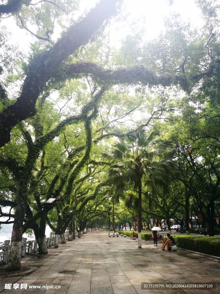 林荫小道绿意盎然的漫步地