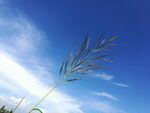 蓝天中摇曳的细长草