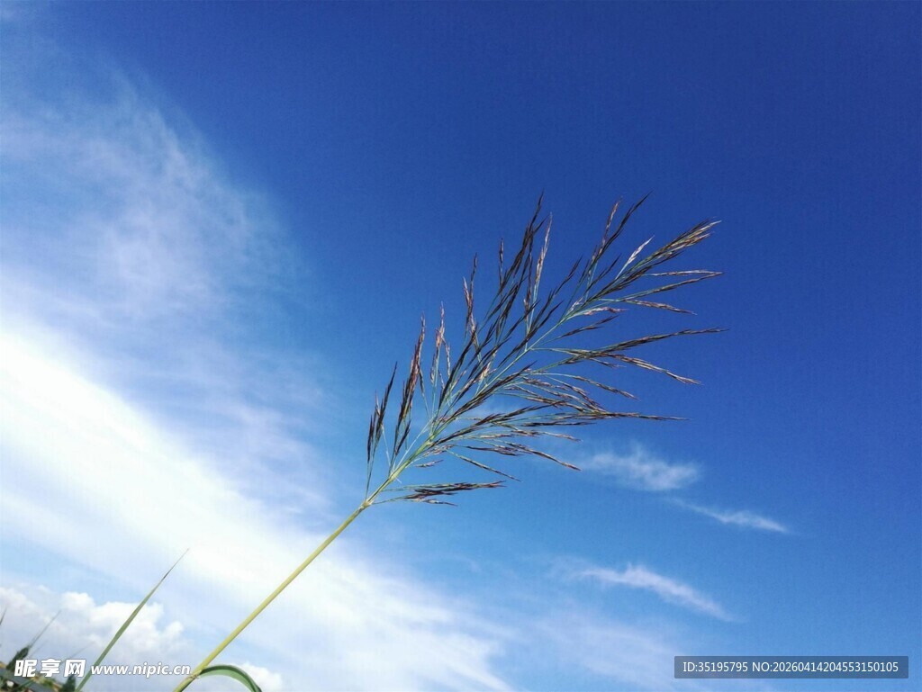 蓝天中摇曳的细长草