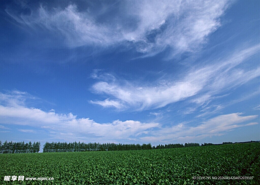 蓝天白云下的广袤绿野