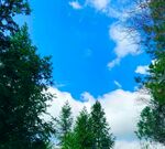 蓝天绿树间的清新景致