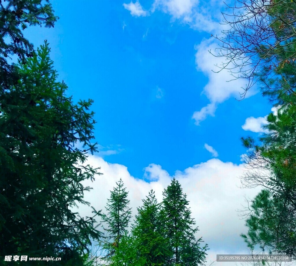 蓝天绿树间的清新景致