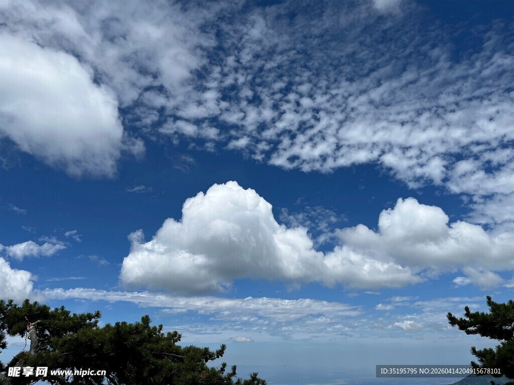 蓝天白云下的树梢美景