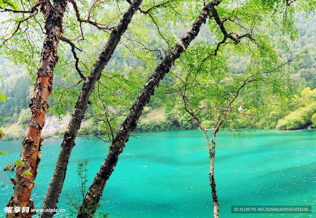 湖畔翠树映碧蓝湖水