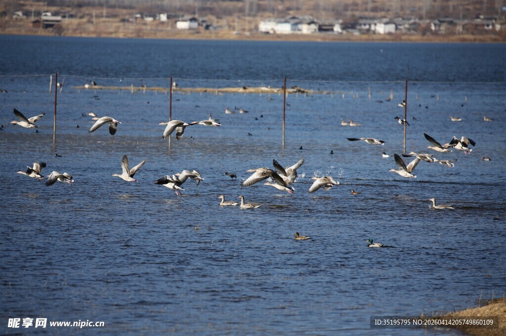 湖面上飞翔的一群鸟儿
