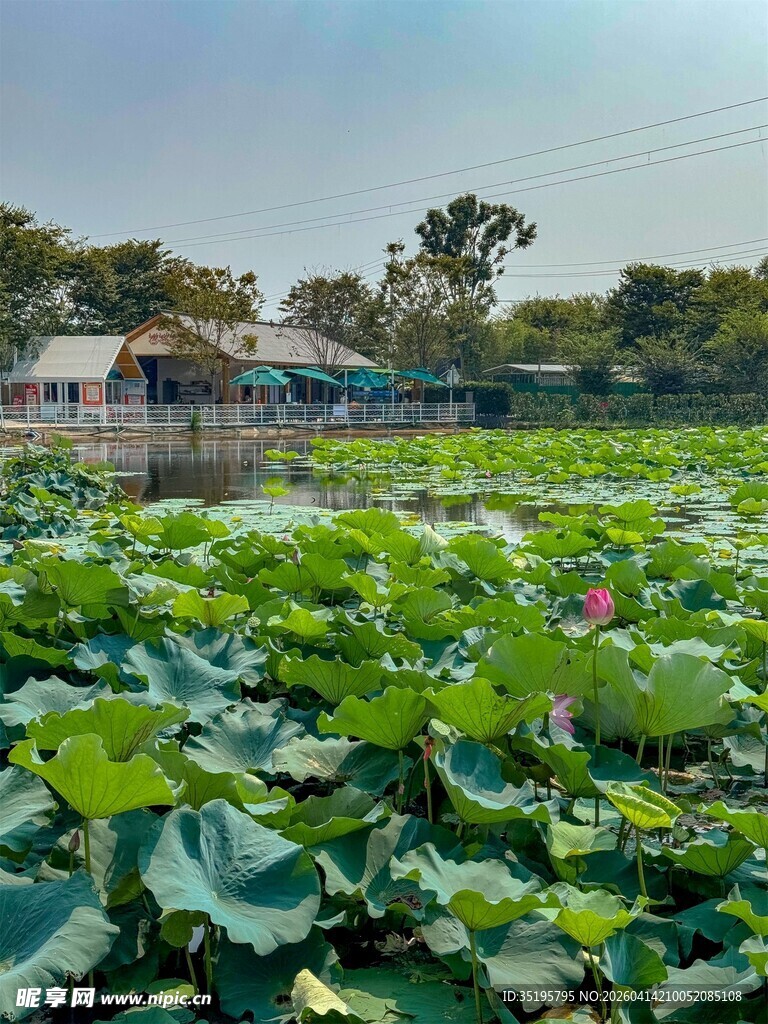 荷塘美景绿意盎然的水乡