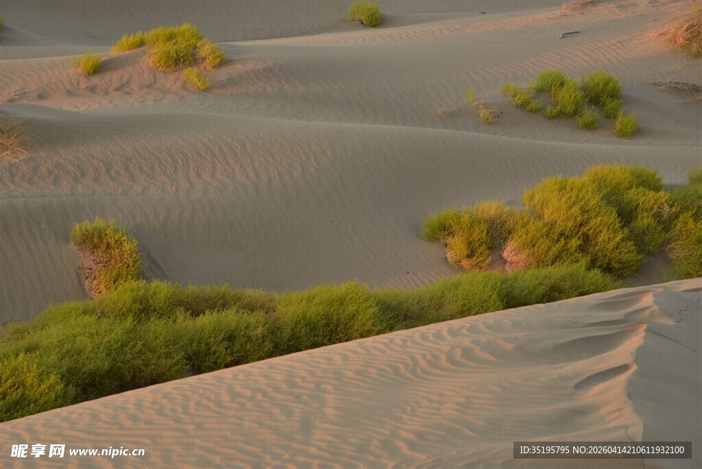 沙漠中的绿意点缀