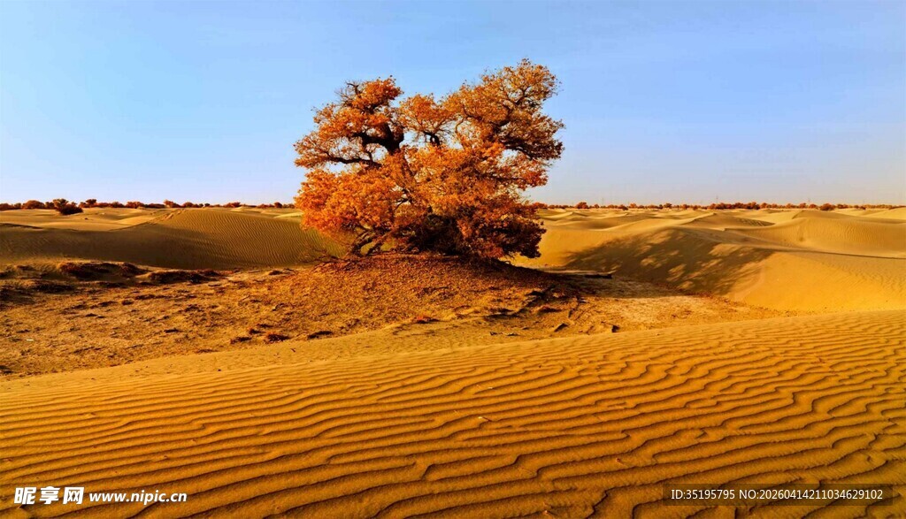 沙漠孤树显苍凉之美