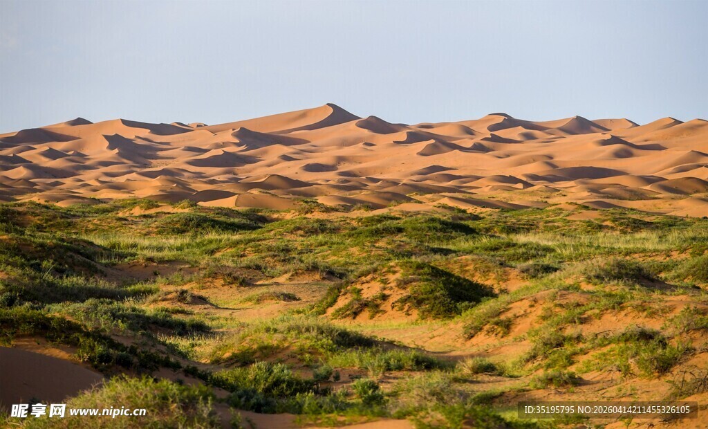 沙漠边缘的翠绿植被