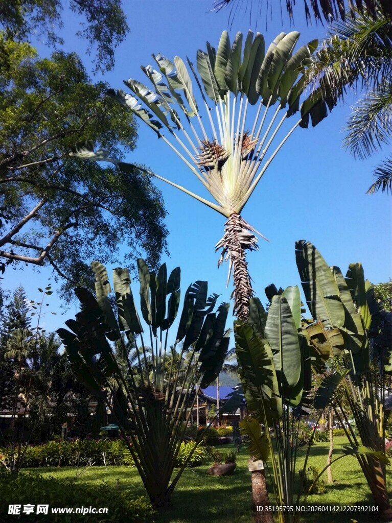 热带植物园中的奇特植物
