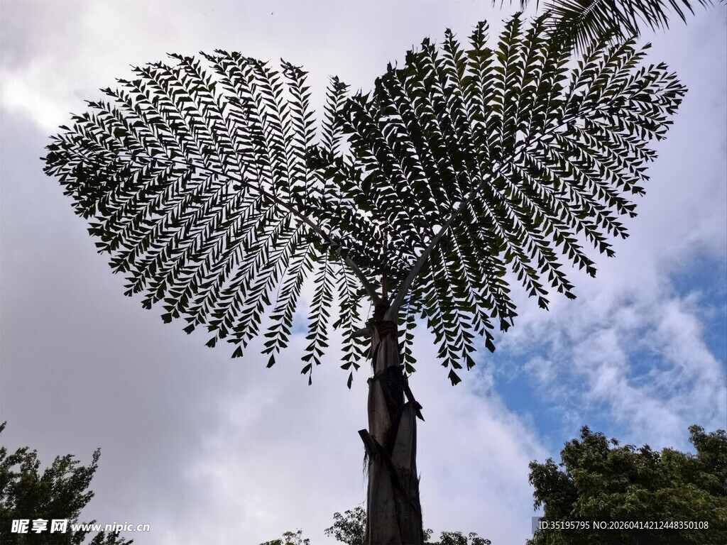 高大蕨类植物直指蓝天