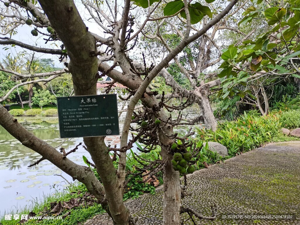 树下标识牌周边绿植环绕