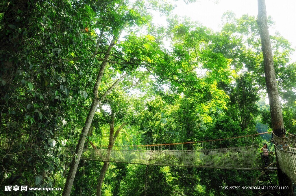 茂密丛林中的静谧水潭