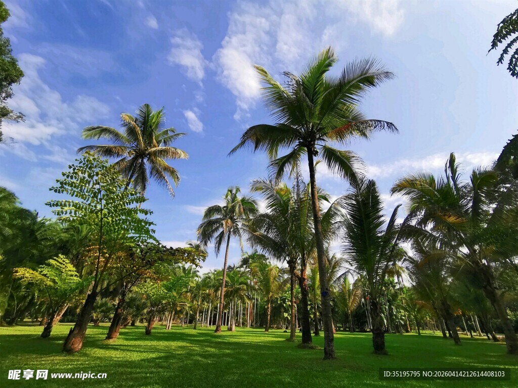 热带风光中的葱郁棕榈林