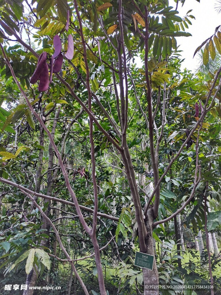 繁茂树林中的多彩植物