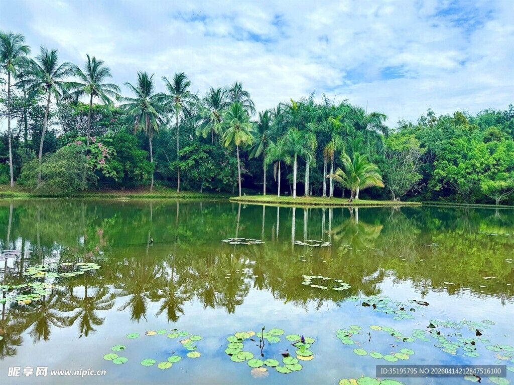 宁静湖畔椰林倒映美景