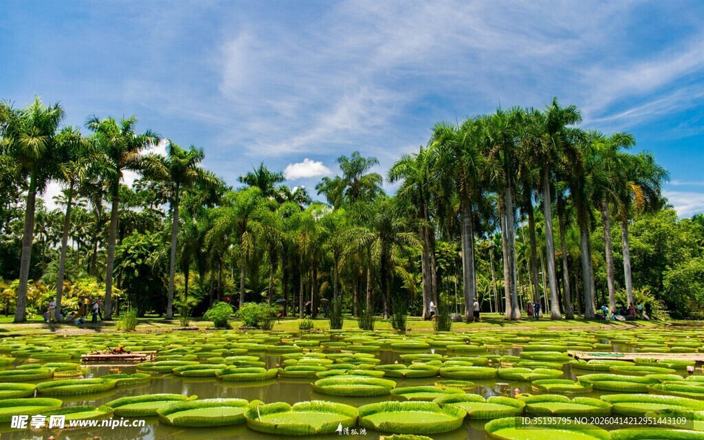 翠绿田野与挺拔棕榈树