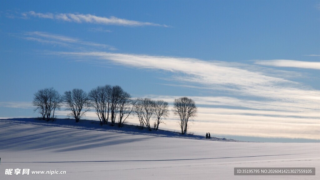 冬日雪野中的树木景观