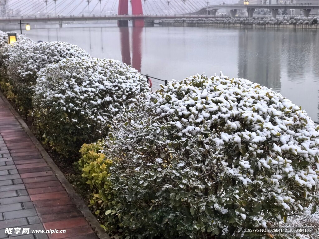 河边盛开的白色花丛
