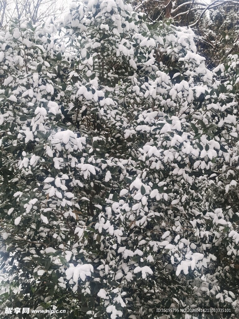 雪覆枝叶的美丽景致