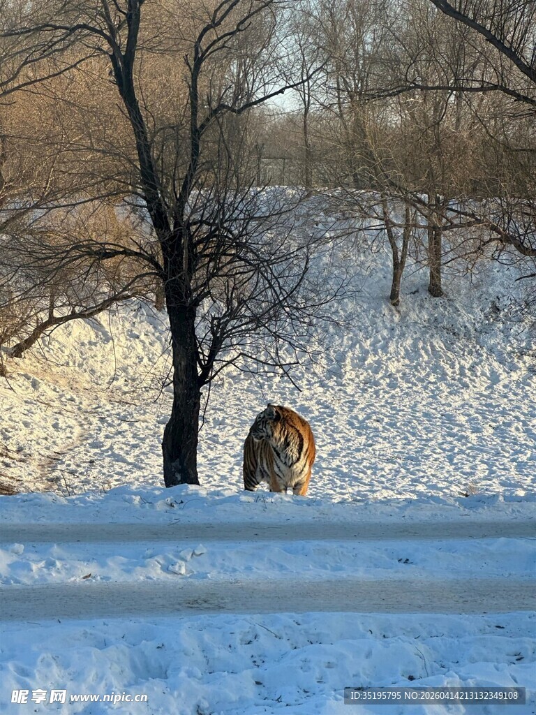 雪地中独行的老虎