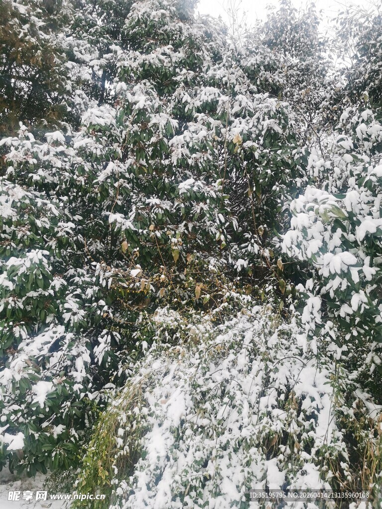 雪覆树林美景