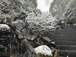 雪覆繁花石阶旁景致清幽
