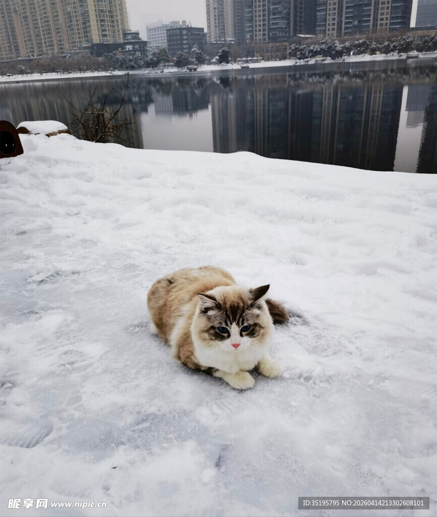 雪地中的慵懒猫咪