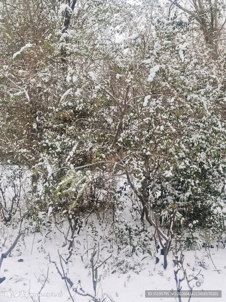 雪覆灌木景