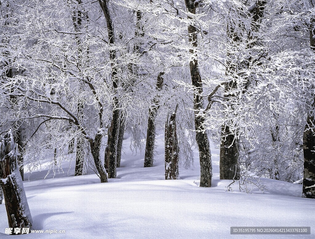 冬日雪覆树林美景