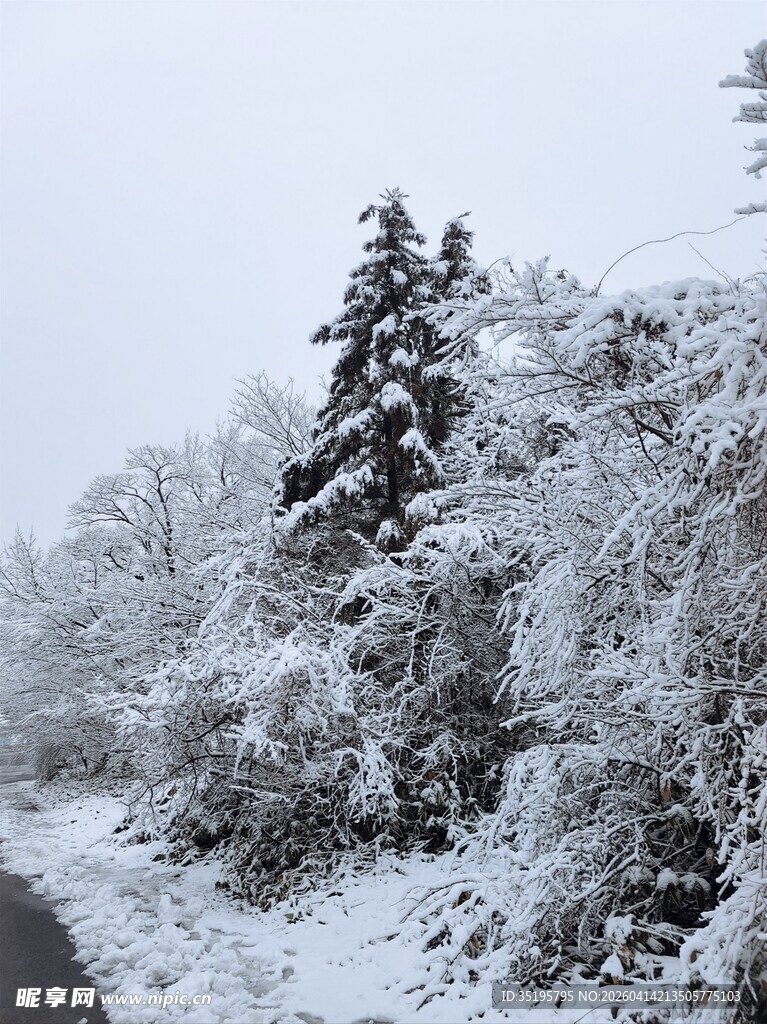 冬日雪景中积雪覆盖的树木