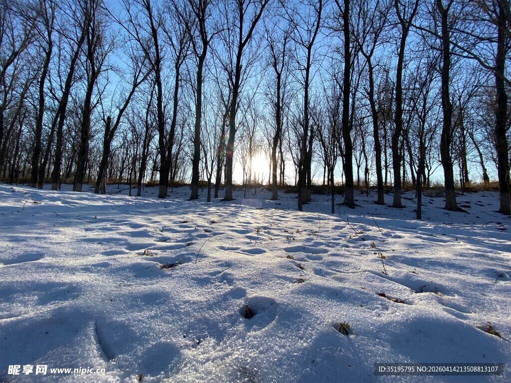冬日雪地林间美景