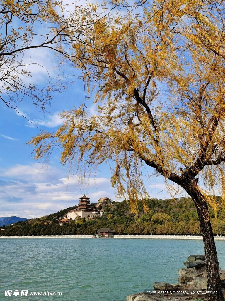 湖畔垂柳与远处建筑美景