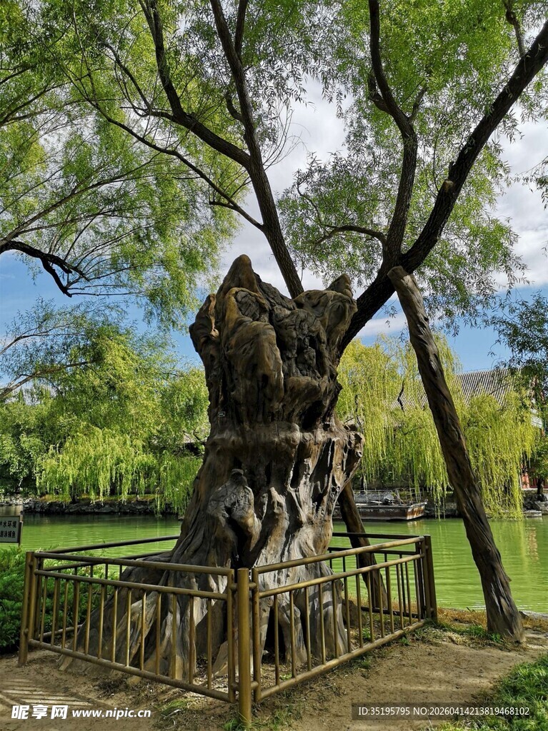 古老大树傲立公园之中