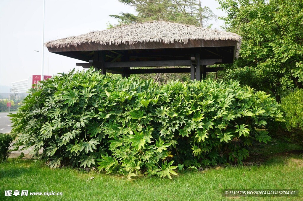 绿荫环绕的别致小亭