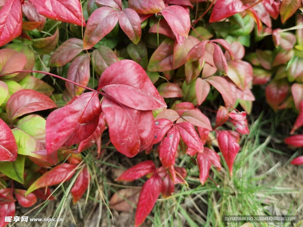 红叶植物特写