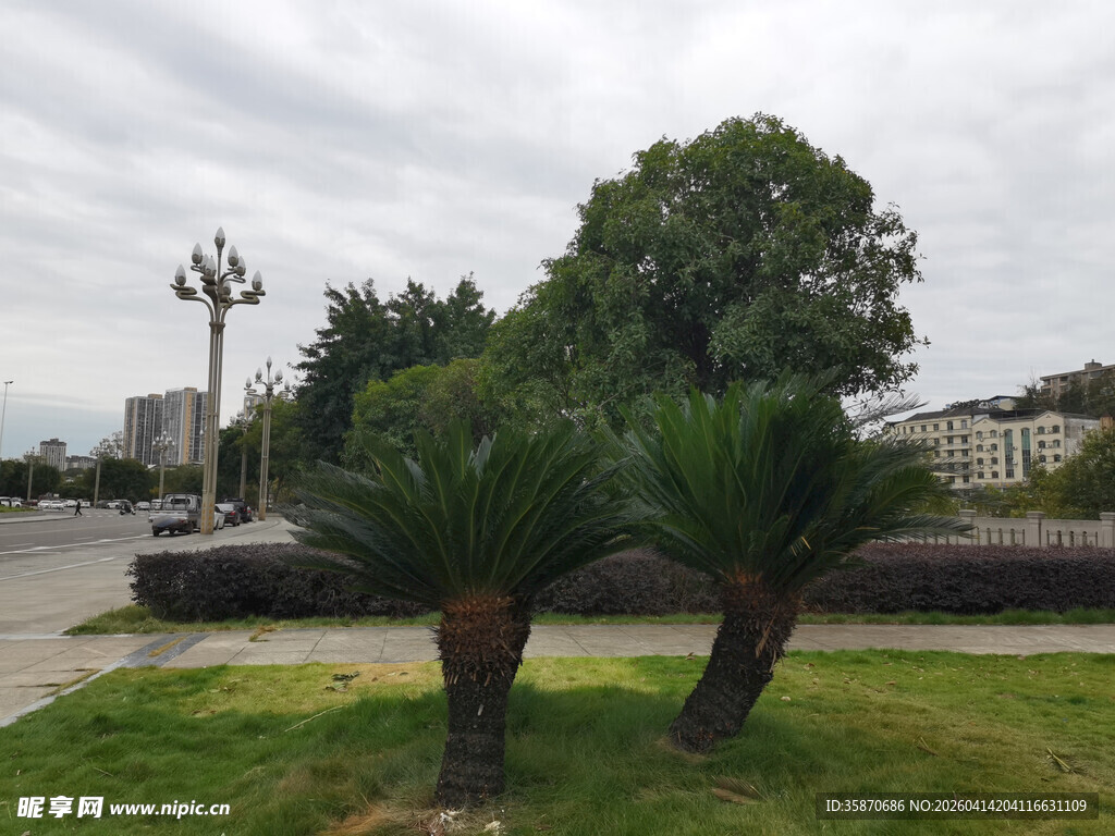 公园中的两棵棕榈树