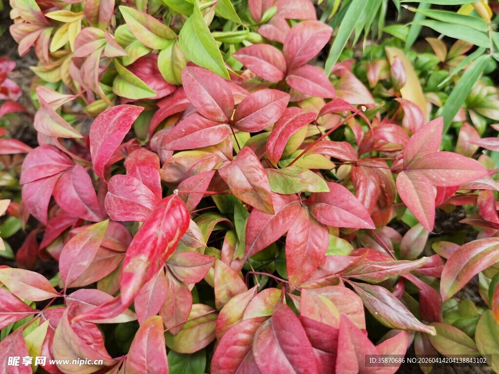 多彩斑斓的红叶植物