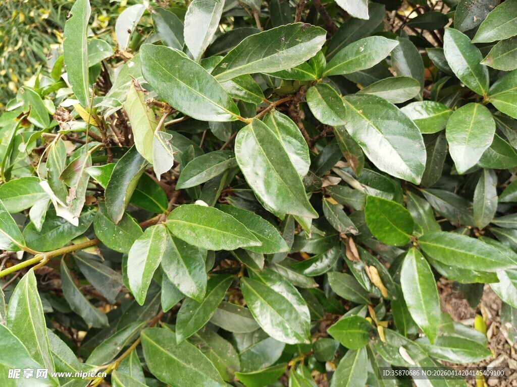 绿叶繁茂的植物景观